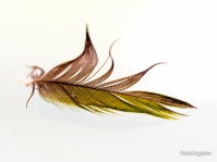 Feather on Glass Table
