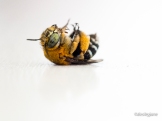 Rescued Bee on Windowsill.