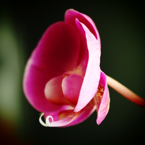 Orchid Pink.