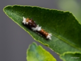 Fascinating little caterpillar.
