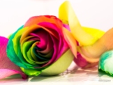 Rainbow Roses.