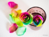 Rainbow Roses on Coffee Table.