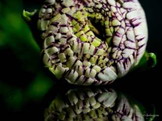 ranunculus - variegated, on mirror