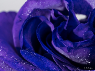 Purple Petals