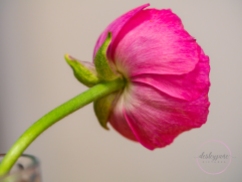 Ranunculus_pink-2