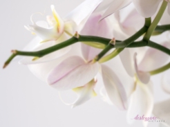 WhiteOrchid-2