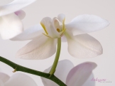 WhiteOrchid-3