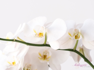 WhiteOrchid-4