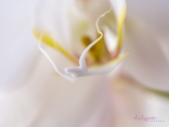 WhiteOrchid-6