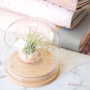 AirPlant-1