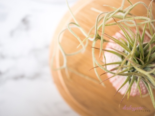 AirPlant-26
