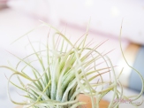 AirPlant-5