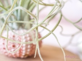 AirPlant-8