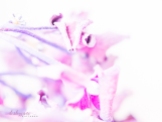 hydrangea_pink_decay-14