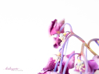 hydrangea_pink_decay-26