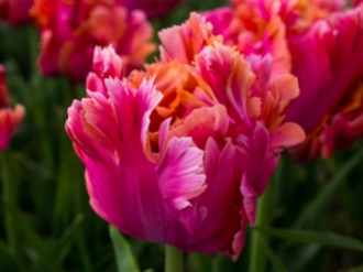 Tulips_Julianadorp-40