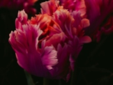 Tulips_Julianadorp-41
